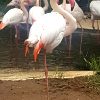 02.flamingok.2